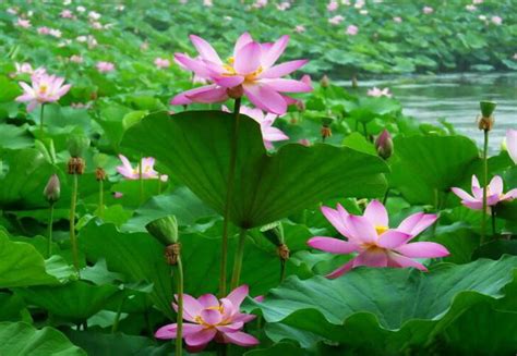 家裡可以種蓮花嗎|家裡種蓮花好嗎？